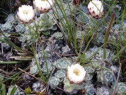 Helichrysum milfordiae half open flowerheads